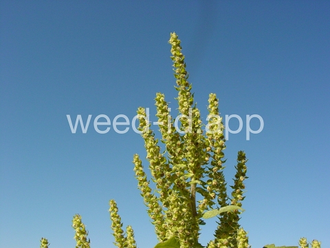 marshelder, annual